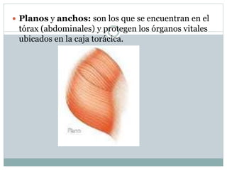  Planos y anchos: son los que se encuentran en el
tórax (abdominales) y protegen los órganos vitales
ubicados en la caja torácica.
 