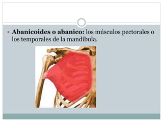  Abanicoides o abanico: los músculos pectorales o
los temporales de la mandíbula.
 