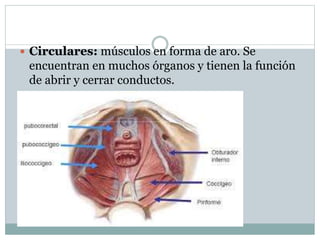  Circulares: músculos en forma de aro. Se
encuentran en muchos órganos y tienen la función
de abrir y cerrar conductos.
 