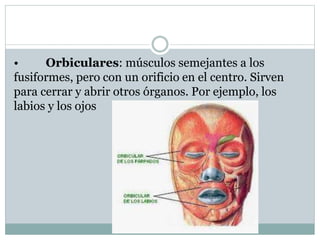 • Orbiculares: músculos semejantes a los
fusiformes, pero con un orificio en el centro. Sirven
para cerrar y abrir otros órganos. Por ejemplo, los
labios y los ojos
 
