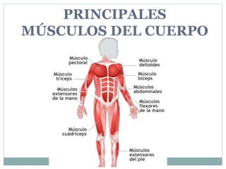 PRINCIPALES
MÚSCULOS DEL CUERPO
HUMANO
 