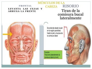 F R O N T A L
L E V A N T A L A S C E J A S Y
A R R U G A L A F R E N T E
RISORIO
Tiran de la
comisura bucal
lateralmente
MÚSCULOS DE LA
CABEZA
 