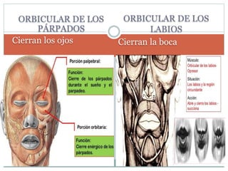 ORBICULAR DE LOS
PÁRPADOS
Cierran los ojos
ORBICULAR DE LOS
LABIOS
Cierran la boca
 