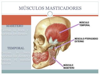 MÚSCULOS MASTICADORES
MASETERO
Cierran la boca y
aprietan los dientes
TEMPORAL
Cierran la boca,
aprietan los dientes y
retraen el maxilar
inferior
 