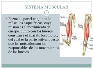 SISTEMA MUSCULAR
 Formado por el conjunto de
músculos esqueléticos, cuya
misión es el movimiento del
cuerpo. Junto con los huesos
constituye el aparato locomotor,
del cual es la parte activa, puesto
que los músculos son los
responsables de los movimientos
de los huesos.
 