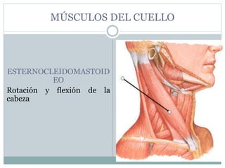 MÚSCULOS DEL CUELLO
ESTERNOCLEIDOMASTOID
EO
Rotación y flexión de la
cabeza
 