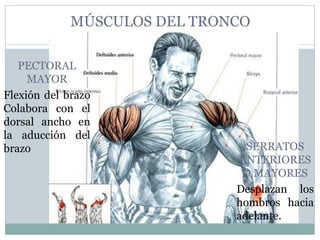 MÚSCULOS DEL TRONCO
PECTORAL
MAYOR
Flexión del brazo
Colabora con el
dorsal ancho en
la aducción del
brazo SERRATOS
ANTERIORES
O MAYORES
Desplazan los
hombros hacia
adelante.
 