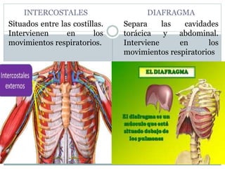 INTERCOSTALES
Situados entre las costillas.
Intervienen en los
movimientos respiratorios.
DIAFRAGMA
Separa las cavidades
torácica y abdominal.
Interviene en los
movimientos respiratorios
 