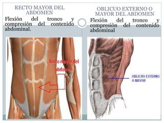 RECTO MAYOR DEL
ABDOMEN
Flexión del tronco y
compresión del contenido
abdominal.
OBLICUO EXTERNO O
MAYOR DEL ABDOMEN
Flexión del tronco y
compresión del contenido
abdominal
 