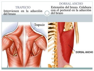 TRAPECIO
Intervienen en la aducción
del brazo
DORSAL ANCHO
Extensión del brazo. Colabora
con el pectoral en la aducción
del brazo
 