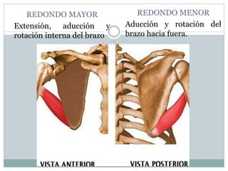 REDONDO MAYOR
Extensión, aducción y
rotación interna del brazo
REDONDO MENOR
Aducción y rotación del
brazo hacia fuera.
 