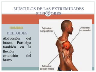 MÚSCULOS DE LAS EXTREMIDADES
SUPERIORES
HOMBRO
DELTOIDES
Abducción del
brazo. Participa
también en la
flexión y
extensión del
brazo.
 