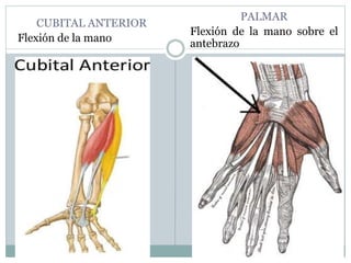 CUBITAL ANTERIOR
Flexión de la mano
PALMAR
Flexión de la mano sobre el
antebrazo
 