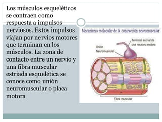 Los músculos esqueléticos
se contraen como
respuesta a impulsos
nerviosos. Estos impulsos
viajan por nervios motores
que terminan en los
músculos. La zona de
contacto entre un nervio y
una fibra muscular
estriada esquelética se
conoce como unión
neuromuscular o placa
motora
 