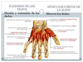 FLEXORES DE LOS
DEDOS
Flexión y extensión de los
dedos.
MÚSCULOS CORTOS DE
LA MANO
Mueven los dedos.
 