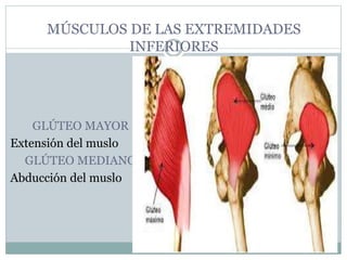 MÚSCULOS DE LAS EXTREMIDADES
INFERIORES
GLÚTEO MAYOR
Extensión del muslo
GLÚTEO MEDIANO
Abducción del muslo
 