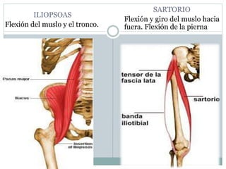 ILIOPSOAS
Flexión del muslo y el tronco.
SARTORIO
Flexión y giro del muslo hacia
fuera. Flexión de la pierna
 