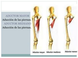 ADUCTOR MAYOR
Aducción de las piernas.
ADUCTOR MEDIANO
Aducción de las piernas.
 