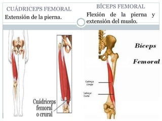 CUÁDRICEPS FEMORAL
Extensión de la pierna.
BÍCEPS FEMORAL
Flexión de la pierna y
extensión del muslo.
 