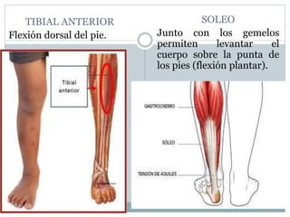 TIBIAL ANTERIOR
Flexión dorsal del pie.
SOLEO
Junto con los gemelos
permiten levantar el
cuerpo sobre la punta de
los pies (flexión plantar).
 