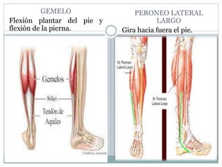 GEMELO
Flexión plantar del pie y
flexión de la pierna.
PERONEO LATERAL
LARGO
Gira hacia fuera el pie.
 
