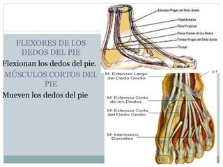 FLEXORES DE LOS
DEDOS DEL PIE
Flexionan los dedos del pie.
MÚSCULOS CORTOS DEL
PIE
Mueven los dedos del pie
 