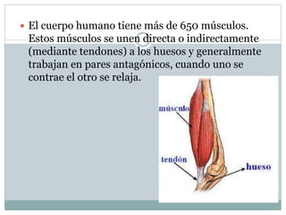  El cuerpo humano tiene más de 650 músculos.
Estos músculos se unen directa o indirectamente
(mediante tendones) a los huesos y generalmente
trabajan en pares antagónicos, cuando uno se
contrae el otro se relaja.
 