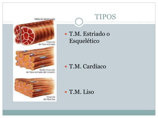 TIPOS
 T.M. Estriado o
Esquelético
 T.M. Cardíaco
 T.M. Liso
 