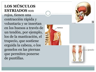LOS MÚSCULOS
ESTRIADOS son
rojos, tienen una
contracción rápida y
voluntaria y se insertan
en los huesos a través de
un tendón, por ejemplo,
los de la masticación, el
trapecio, que sostiene
erguida la cabeza, o los
gemelos en las piernas
que permiten ponerse
de puntillas.
 
