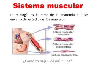 Sistema muscular
¿Cómo trabajan los músculos?
La miología es la rama de la anatomía que se
encarga del estudio de los músculos
 
