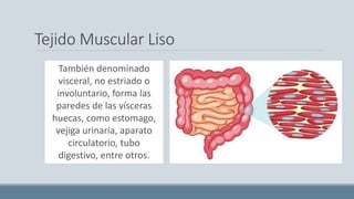 Tejido Muscular Liso
También denominado
visceral, no estriado o
involuntario, forma las
paredes de las vísceras
huecas, como estomago,
vejiga urinaria, aparato
circulatorio, tubo
digestivo, entre otros.
 