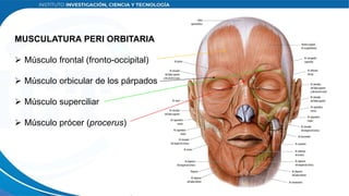 Musulo Procer SISTEMA MUSCULAR.pptx