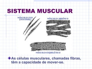 SISTEMA MUSCULAR
As células musculares, chamadas fibras,
têm a capacidade de mover-se.
 