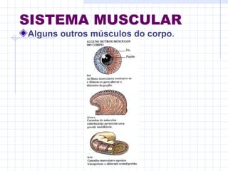 SISTEMA MUSCULAR
Alguns outros músculos do corpo.
 