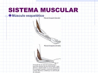 SISTEMA MUSCULAR
Músculo esquelético
 