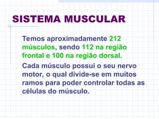 SISTEMA MUSCULAR
Temos aproximadamente 212
músculos, sendo 112 na região
frontal e 100 na região dorsal.
Cada músculo possui o seu nervo
motor, o qual divide-se em muitos
ramos para poder controlar todas as
células do músculo.
 