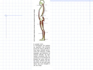 corpo humano e o SISTEMAaaa mmmMUSCULAR.ppt