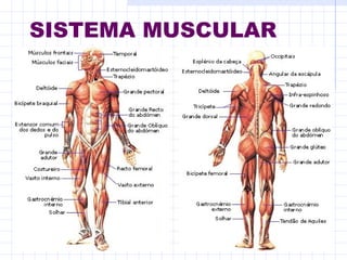 SISTEMA MUSCULAR
 