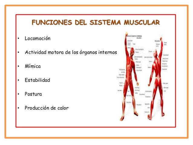 Sistema muscular tania alejandra gutierrez y andres felipe