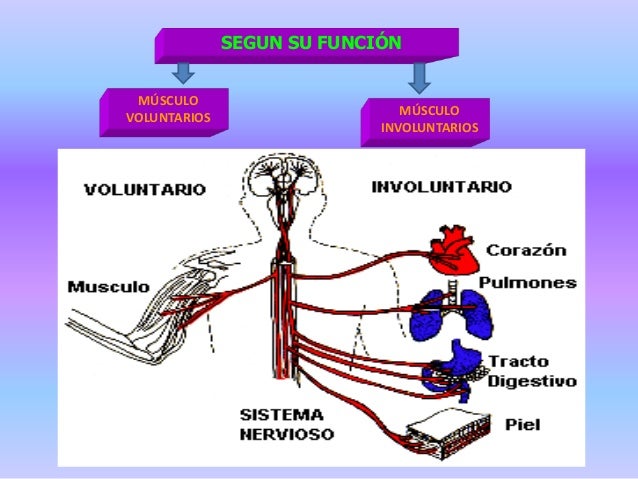 Sistema muscular1