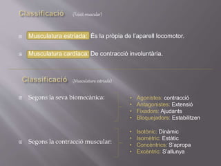  Musculatura estriada: És la pròpia de l’aparell locomotor.
 Musculatura cardíaca: De contracció involuntària.
(Teixit muscular)
(Musculatura estriada)
 Segons la seva biomecànica:
 Segons la contracció muscular:
• Agonistes: contracció
• Antagonistes: Extensió
• Fixadors: Ajudants
• Bloquejadors: Estabilitzen
• Isotònic: Dinàmic
• Isomètric: Estàtic
• Concèntrics: S’apropa
• Excèntric: S’allunya
 