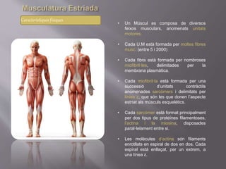 Característiques físiques
• Un Múscul es composa de diversos
feixos musculars, anomenats unitats
motores.
• Cada U.M està formada per moltes fibres
musc. (entre 5 i 2000)
• Cada fibra està formada per nombroses
miofibril·les, delimitades per la
membrana plasmàtica.
• Cada miofibril·la està formada per una
successió d’unitats contràctils
anomenades sarcòmers i delimitats per
línies z, que són les que donen l’aspecte
estriat als músculs esquelètics.
• Cada sarcòmer està format principalment
per dos tipus de proteïnes filamentoses,
l’actina i la miosina, disposades
paral·lelament entre si.
• Les molècules d’actina són filaments
enrotllats en espiral de dos en dos. Cada
espiral està enllaçat, per un extrem, a
una línea z.
 