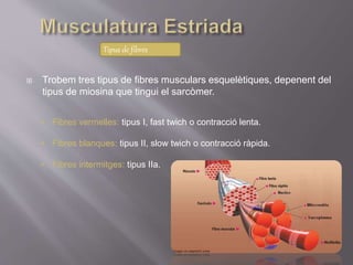  Trobem tres tipus de fibres musculars esquelètiques, depenent del
tipus de miosina que tingui el sarcòmer.
Tipus de fibres
• Fibres vermelles: tipus I, fast twich o contracció lenta.
• Fibres blanques: tipus II, slow twich o contracció ràpida.
• Fibres intermitges: tipus IIa.
 