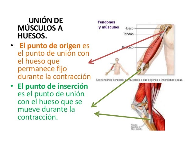 Sistema muscular 12°