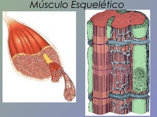 Músculo Esquelético

 