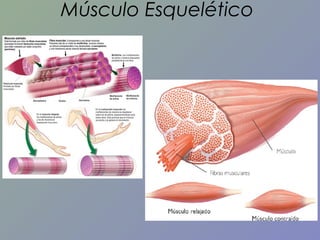 Músculo Esquelético

 