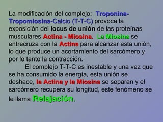 La modificación del complejo: TroponinaTropomiosina-Calcio (T-T-C) provoca la
exposición del locus de unión de las proteínas
musculares Actina - Miosina. La Miosina se
entrecruza con la Actina para alcanzar esta unión,
lo que produce un acortamiento del sarcómero y
por lo tanto la contracción.
El complejo T-T-C es inestable y una vez que
se ha consumido la energía, esta unión se
deshace, la Actina y la Miosina se separan y el
sarcómero recupera su longitud, este fenómeno se
le llama Relajación.

 