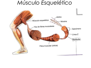 Músculo Esquelético

 
