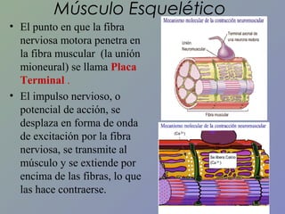 Músculo Esquelético
• El punto en que la fibra
nerviosa motora penetra en
la fibra muscular (la unión
mioneural) se llama Placa
Terminal .
• El impulso nervioso, o
potencial de acción, se
desplaza en forma de onda
de excitación por la fibra
nerviosa, se transmite al
músculo y se extiende por
encima de las fibras, lo que
las hace contraerse.

 