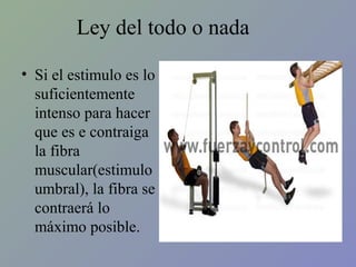 Ley del todo o nada
• Si el estimulo es lo
suficientemente
intenso para hacer
que es e contraiga
la fibra
muscular(estimulo
umbral), la fibra se
contraerá lo
máximo posible.

 